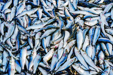 Obraz premium Fresh fish in street market. Fresh raw of fish in the market of Negombo, Sri Lanka, Asia 