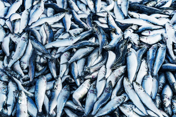 Obraz premium Fresh fish in street market. Fresh raw of fish in the market of Negombo, Sri Lanka, Asia