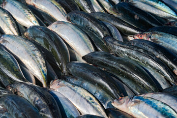 Fototapeta premium Fresh fish in street market. Fresh raw of fish in the market of Negombo, Sri Lanka, Asia 