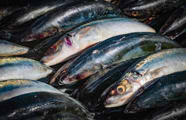 Fresh fish in street market. Fresh raw of fish in the market of Negombo, Sri Lanka, Asia