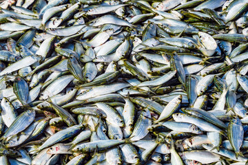 Fresh fish in street market. Fresh raw of fish in the market of Negombo, Sri Lanka, Asia	