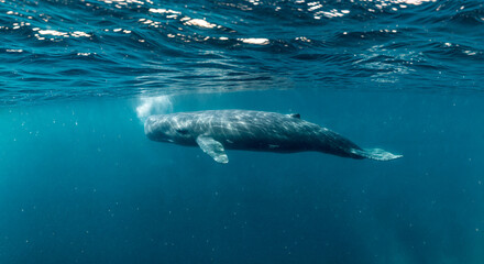 Obraz premium Underwater view of a sperm whale, sun is shining through the water surface