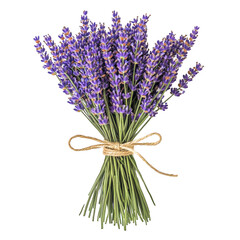 A vibrant lavender bouquet tied with a rustic twine bow, transparent background, PNG