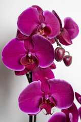 purple orchid close up on a white background