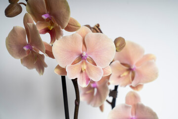 Natural peach colored butterfly orchid flower isolated on white background
