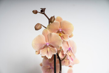 Natural peach colored butterfly orchid flower isolated on white background