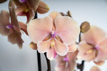 Natural peach colored butterfly orchid flower isolated on white background