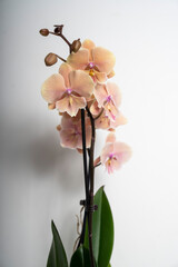 Natural peach colored butterfly orchid flower isolated on white background