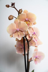 Natural peach colored butterfly orchid flower isolated on white background