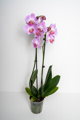 Pink Butterfly Orchid orchid flower isolated on white background