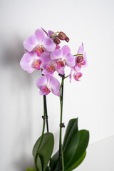 Pink Butterfly Orchid orchid flower isolated on white background