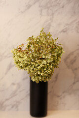 green flower in a black vase against the background of a marble wall, selective focus
