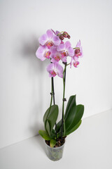 Pink Butterfly Orchid orchid flower isolated on white background