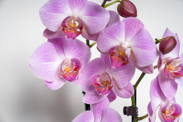 Pink Butterfly Orchid orchid flower isolated on white background