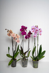 orchid flower isolated on white background