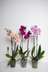 orchid flower isolated on white background