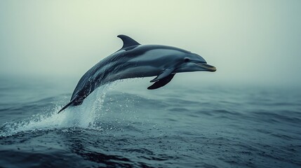 Fototapeta premium A bottlenose dolphin leaping out of the Gulf of Americas sparkling waters 