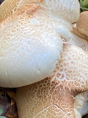 Mushrooms in the forest 