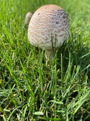 Mushrooms in the forest 