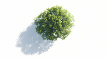 Top view tree on white plain background isolate aerial view big tree on white floor with clean shadow. Shadowborne Paladins. Illustration