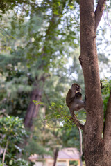 Mono comiendo fruta en Koh Lipe Tailandia