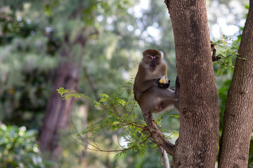 Mono comiendo fruta en Koh Lipe Tailandia