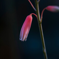 pink little bud close up