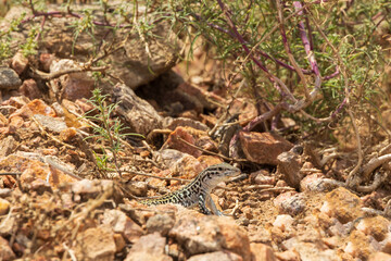 Small lizard in the desert