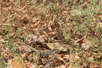 Small lizard in the desert