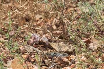 Small lizard in the desert
