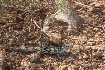 Small lizard in the desert