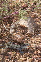 Small lizard in the desert
