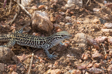 Small lizard in the desert