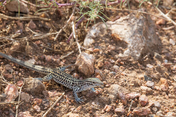 Small lizard in the desert