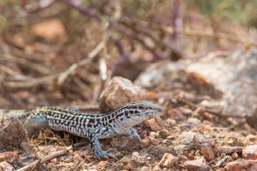 Small lizard in the desert