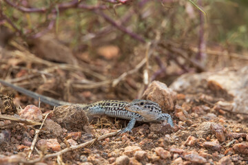 Small lizard in the desert