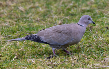 Collared dove on a garden lawn