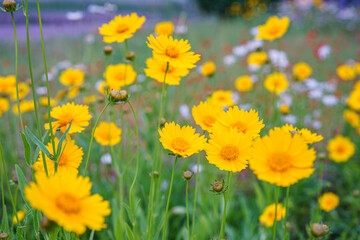 Coreopsis lanceolata, Lanceleaf Tickseed or Maiden eye on meadow, field blooming in summer. Nature,...