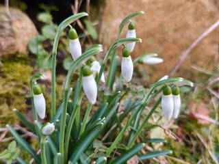 The first snowdrops of the year bloom on the old garden wall