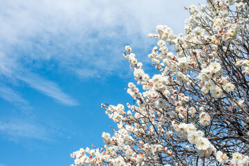 早春に咲いた梅の花と木、日本庭園の梅林