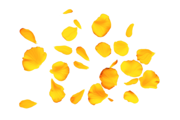 yellow rose leaves flying on a transparent background
