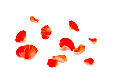 flying leaves of roses on a transparent background