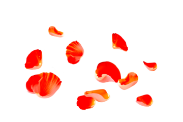 flying leaves of roses on a transparent background