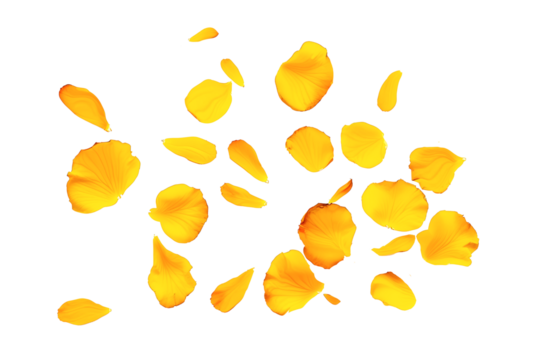 yellow rose leaves flying on a transparent background - Powered by Adobe