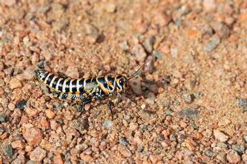 Grasshopper in the sand