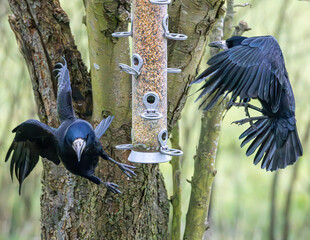Close up image of rooks in flight, a large UK corvid. © Robert Parker