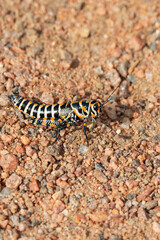 Grasshopper in the sand