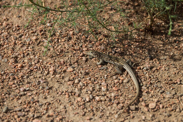 Small lizard on rocks
