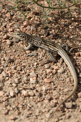 Small lizard on rocks