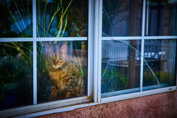 Bengal Cat Watching Through Cracked Window Amid Indoor Plants Eye-Level View